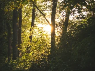 konstantin-remy-OwLpHTbq1zg-unsplash Sun shinning through the trees